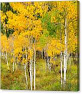 Aspens Along The Way Canvas Print