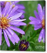 Asters After The Rain Canvas Print