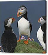 Atlantic Puffin Group Courting Canvas Print