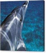 Atlantic Spotted Dolphin Bahamas Canvas Print