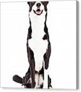 Attentive Border Collie Mix Breed Dog Sitting Canvas Print