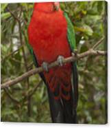 Australian King Parrot Male Dandenong Canvas Print