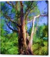 Australian Native Tree 7 Canvas Print