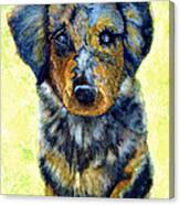 Australian Shepherd Puppy Canvas Print