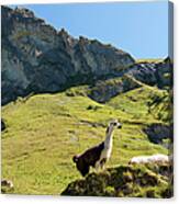 Austria, Llama On Alpine Meadow Canvas Print
