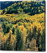 Autumn Aspens, Colorado, Usa Canvas Print