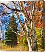 Autumn Birch Canvas Print