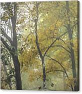 Autumn Color In Fog Canvas Print