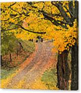 Autumn Country Road Canvas Print