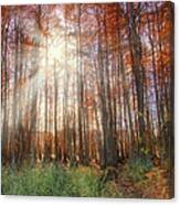 Autumn Cypress - Fall - Trees Canvas Print