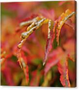 Autumn Fingers Canvas Print