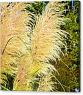 Autumn Grass Canvas Print