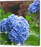 Autumn Hydrangeas Canvas Print