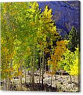 Autumn In Nevada Canvas Print