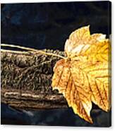 Autumn Leaf Balances On Moss Covered Branch Canvas Print