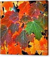 Autumn Leaf Progression Canvas Print