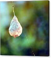 Autumn Leaf Suspended Canvas Print