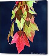 Autumn Leaves Ii Canvas Print