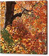 Autumn Leaves Canvas Print