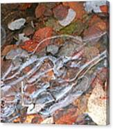Autumn Leaves Under Ice Canvas Print