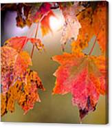 Autumn Maple Canvas Print