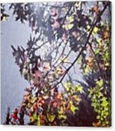 #autumn #nature #landscape #leaves Canvas Print
