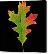 Autumn Red Oak Leaf 1 Canvas Print