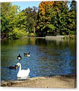 Autumn Scene Swan On The Lake In Prospect Park Canvas Print