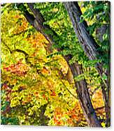 Autumn Season Leaves In Full Glory Canvas Print