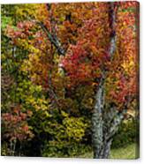 Autumn Splendor Canvas Print