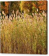 Autumn Sunlight On Marsh Reeds Canvas Print