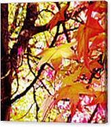 Autumn Sweet Gum Canvas Print