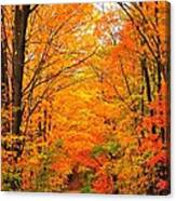Autumn Tunnel Of Trees Canvas Print