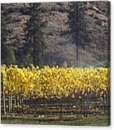 Autumn Vineyard Canvas Print