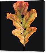 Autumn White Oak Leaf 2 Canvas Print