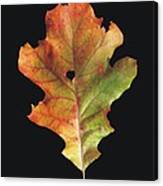 Autumn White Oak Leaf 3 Canvas Print