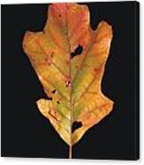 Autumn White Oak Leaf Canvas Print