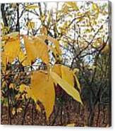 Autumn Yellow Iii Canvas Print
