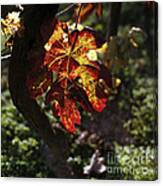 Autumnal Grapevine Canvas Print