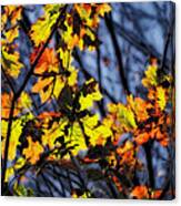 Autumn's Fiery Cloak Photograph by Jo-Anne Gazo-McKim | Fine Art America