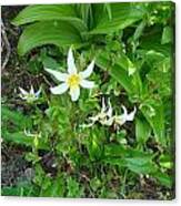 Avalanche Lily Canvas Print