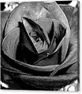 Awakened Black Rose Canvas Print