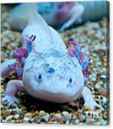 Axolotl Canvas Print