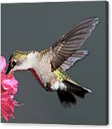 Azalea And The Hummingbird Canvas Print