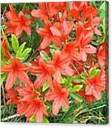 Azalea Canvas Print