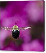 Azalea Bush Bee Canvas Print