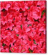 Azalea In Bloom Canvas Print