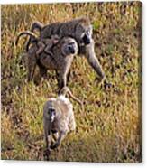 Baboon Family Canvas Print