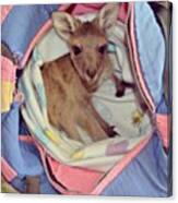 #baby #babyanimal #cute #joey #kangaroo Canvas Print