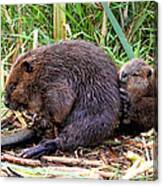 Baby Beaver With Mother Canvas Print